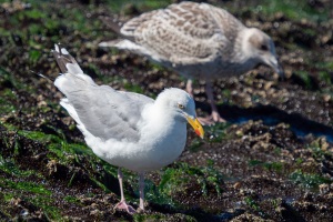 Norderney-20220811-153042-_8110302