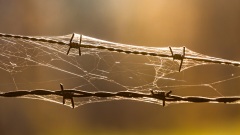 Stacheldraht