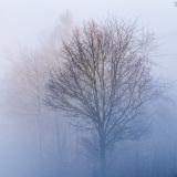 Nebel