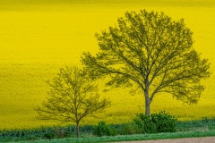 Rapsblüte