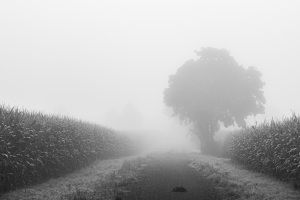 Nebel