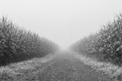 Hameln-20240729-064838-DSCF2075