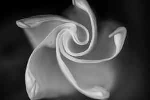 Trompetenblume