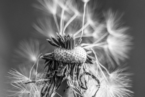 Hameln-20250504-165044-DSCF8010-Bearbeitet