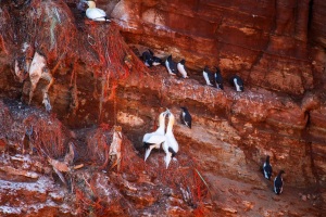 Helgoland-20110305-160007-IMG_2011-03-05-16-00-07_44974