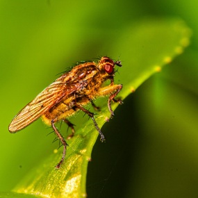 Gelbe Dungfliege
