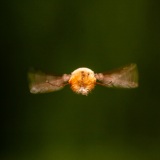 Großer Wollschweber