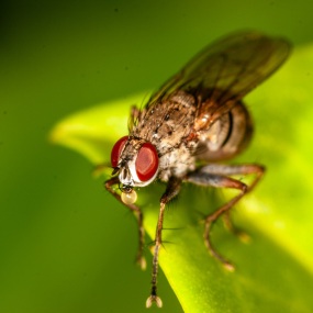 Gelbe Dungfliege