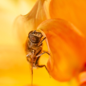 Schwebfliege