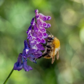 Hummel