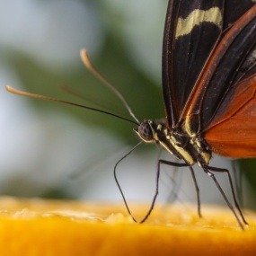 Schmetterling