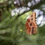 Schmetterling
