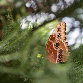 Schmetterling