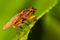 Gelbe Dungfliege