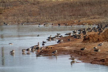 Invasion der Gänse