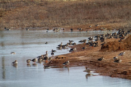 Invasion der Gänse