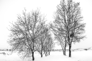 Hameln-20260126-110118-DSCF4147-Bearbeitet