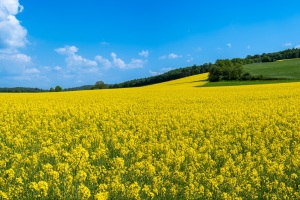 Emmerthal-20230512-144836-DSCF0017-Pano