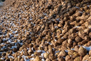 Hameln-20231130-124811-DSCF5076