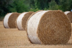 Hameln-20130901-102334-IMG_2013-09-01-10-23-34_60517