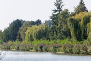 Bewuchs am Ufer