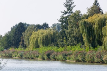 Bewuchs am Ufer