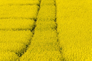 Rapsblüte