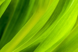 Hameln-20250406-144937-DSCF7436-Bearbeitet