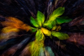 Colors