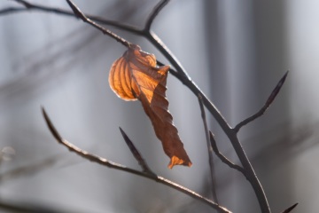 Emmerthal-20250201-110125-DSCF6726