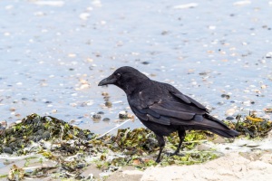 Krähe am Strand