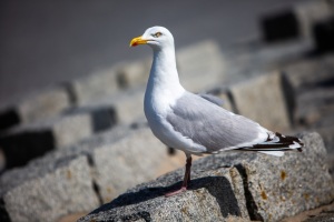 Silbermöwe in fotogerechter Pose