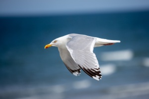 Silbermöwe im Flug