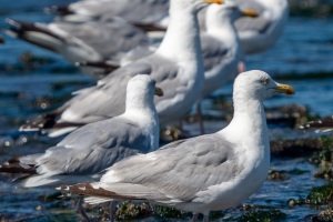Möwen am Strand
