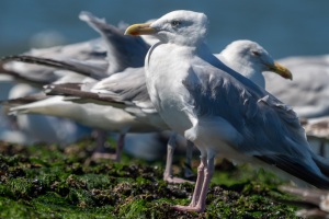 Silbermöwe in Pose
