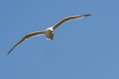 Norderney-20170708-115814-_7080071