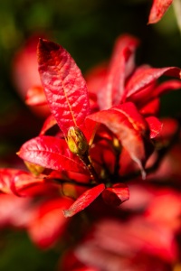 Die Farben des Herbstes