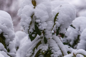 Emmerthal-20090104-125422-IMG_2009-01-04-12-54-22_30532