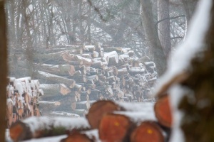 Baumfällarbeiten im Winter