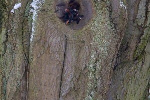 Emmerthal-20090104-134005-IMG_2009-01-04-13-40-05_30604