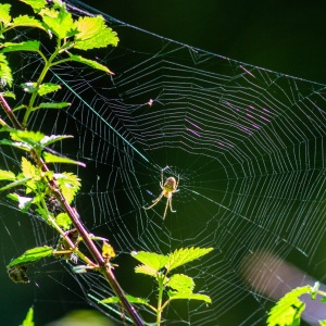 Spinnennetz