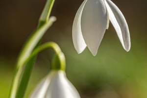 Schneeglöckchen