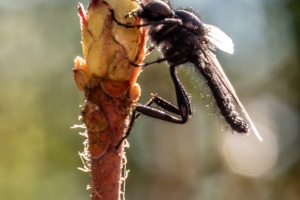 Emmerthal-20200419-134754-_4190182