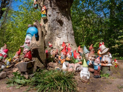 Zwergenbaum