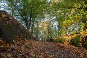 Emmerthal-20221101-163627-_B010437