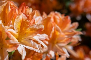 Emmerthal-20250509-102513-DSCF8120