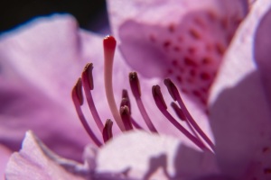 Rhododendrenblüte