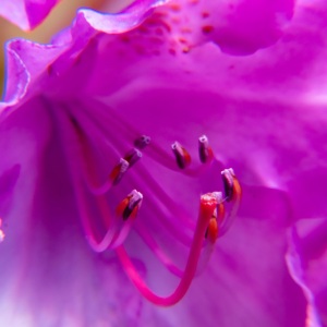 Rhododendrenblüte