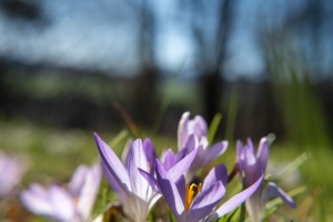 Krokusblüte