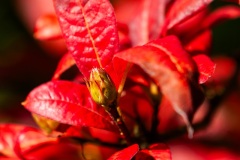 Emmerthal-20081003-140730-IMG_2008-10-03-14-07-30_29584